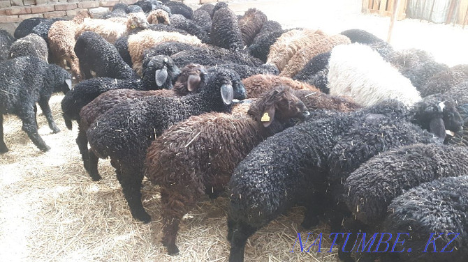 Satylada goat brand. Kyzylorda - photo 1