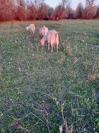 Козы с козлятами зааненской породы Taldykorgan
