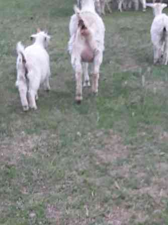 Козы с козлятами зааненской породы  Талдықорған