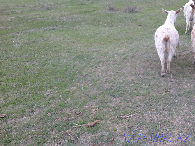 Козы с козлятами зааненской породы Талдыкорган - изображение 3