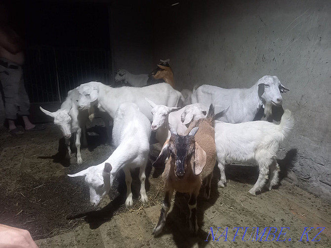 Goats - Eshki satylady urgently satylady Zhetysaj - photo 2