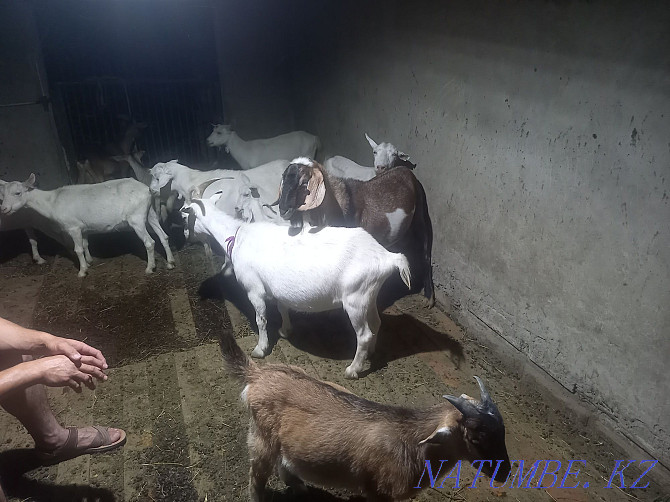 Goats - Eshki satylady urgently satylady Zhetysaj - photo 1