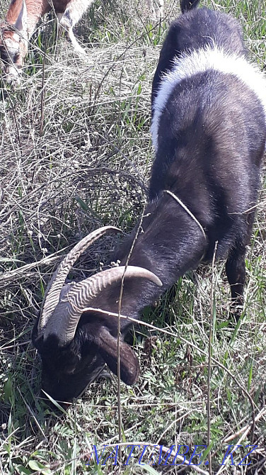 Goat Alpine dairy 90 thousand tons Oral - photo 1