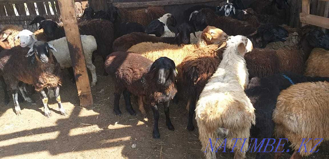 rams brand tokty koylar goats eshkI Karagandy - photo 1