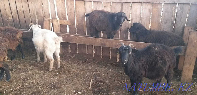 rams brand tokty koylar goats eshkI Karagandy - photo 2