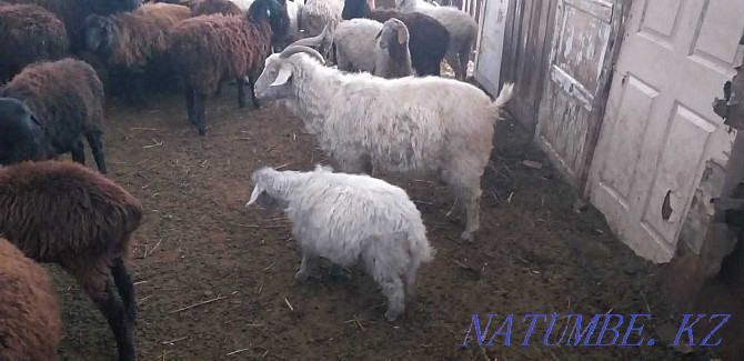 rams brand tokty koylar goats eshkI Karagandy - photo 4