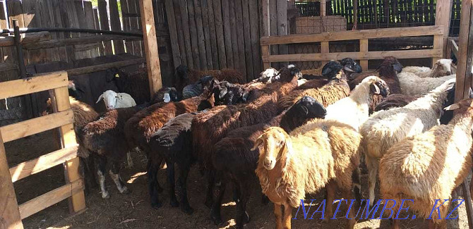 rams brand tokty koylar goats eshkI Karagandy - photo 3