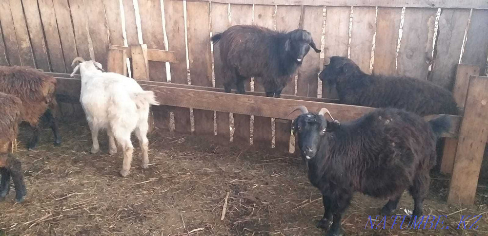 бараны марка токты койлар козы ешкI Караганда - изображение 2