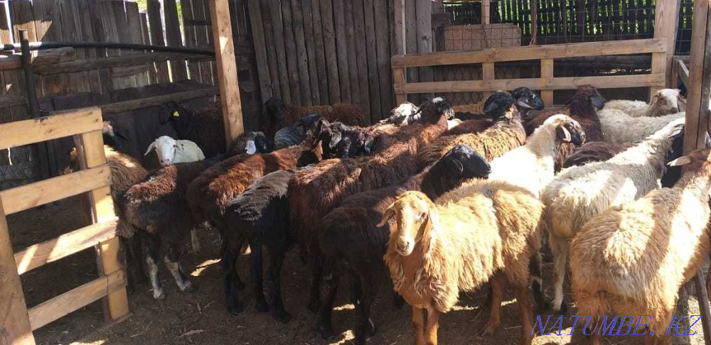 бараны марка токты койлар козы ешкI Караганда - изображение 3