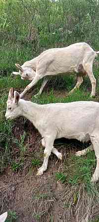 Продается коза с козочкой Almaty