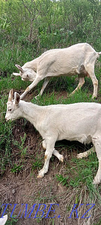 Продается коза с козочкой Алматы - изображение 1