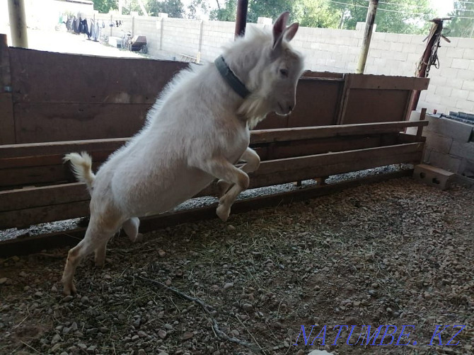 Orys tekesі ekі zhasta satyladv. Russian teke. Russian goat  - photo 1