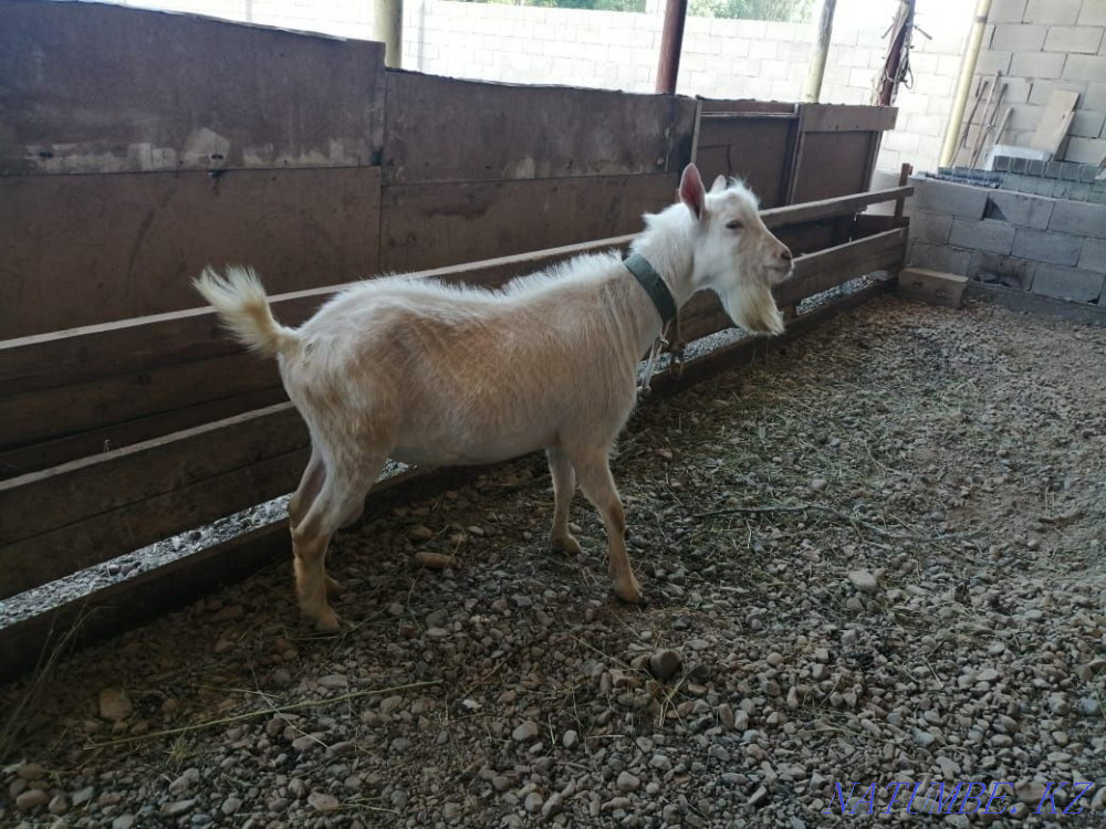 Орыс текесі екі жаста сатыладв. Росиский теке. Росиский коза  - изображение 2