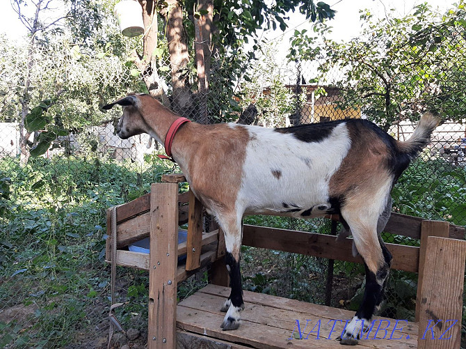 Нубиский сауынды ешкы чистый пародистый ешкі коза козы Шымкент - изображение 3