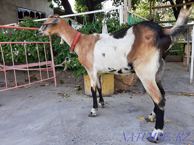 Нубиский сауынды ешкы чистый пародистый ешкі коза козы Шымкент - изображение 4