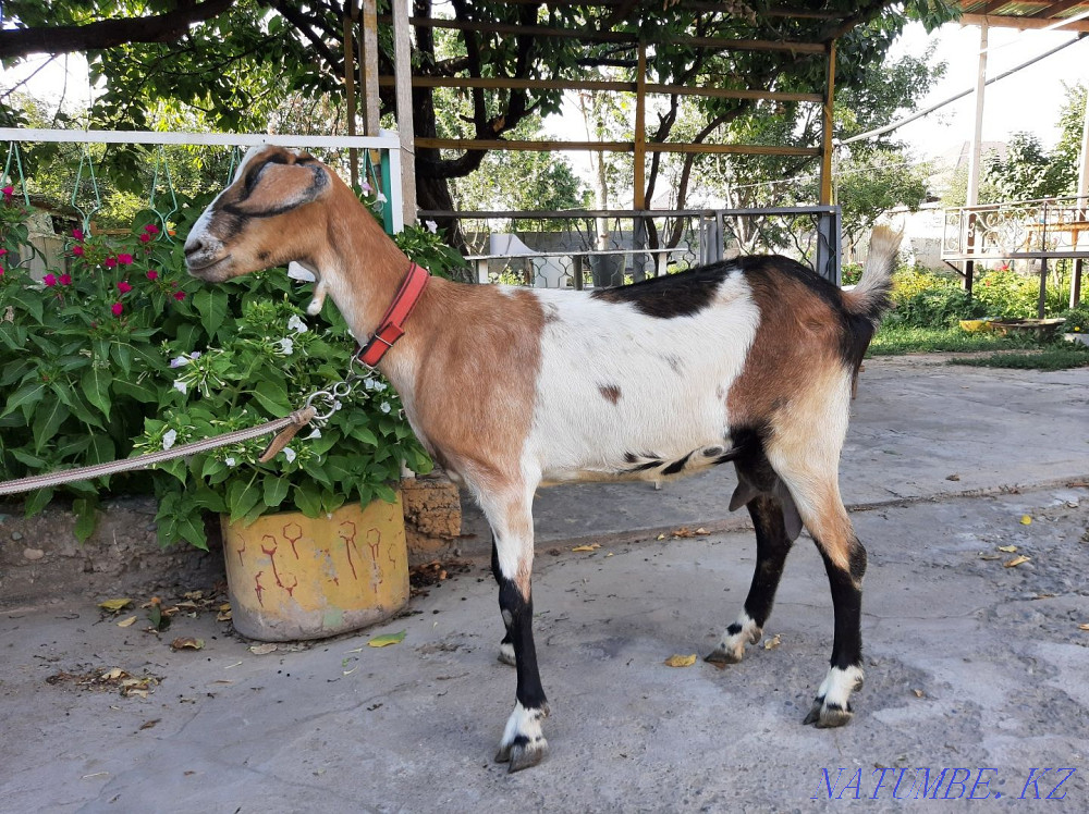 Нубиский сауынды ешкы чистый пародистый ешкі коза козы Шымкент - изображение 1