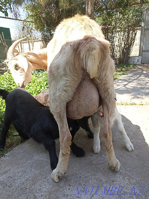 Коза, Альпийская Шымкент - изображение 1