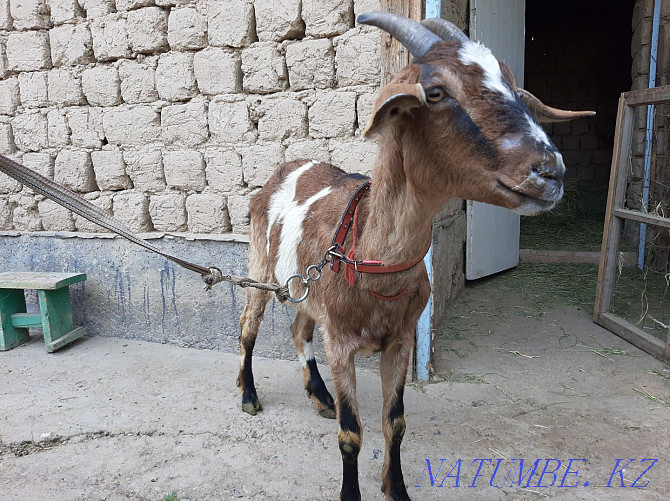 Anglo Nubian Bouaz eshki Pure breed eshki goat goat Shymkent - photo 3