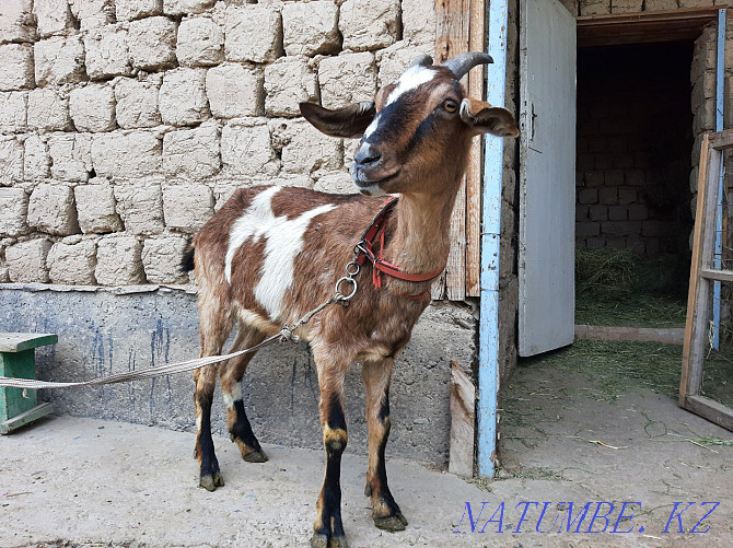 Anglo Nubian Bouaz eshki Pure breed eshki goat goat Shymkent - photo 1