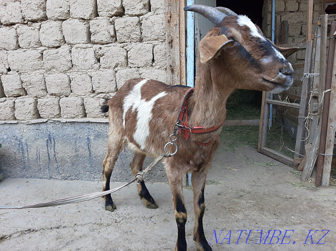 Anglo Nubian Bouaz eshki Pure breed eshki goat goat Shymkent - photo 4