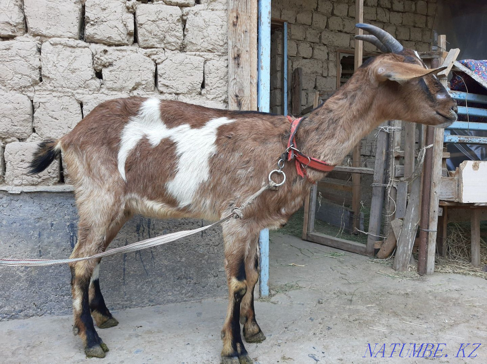 Англо Нубиский Буаз ешкы Чистая парода ешкі коза козы Шымкент - изображение 2