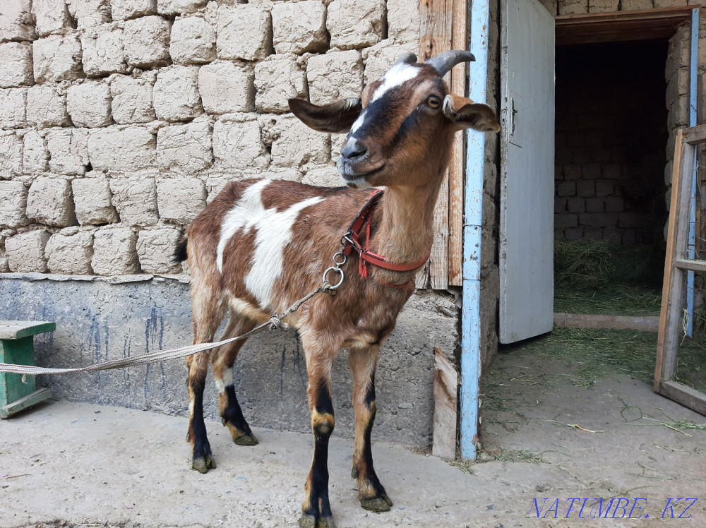 Англо Нубиский Буаз ешкы Чистая парода ешкі коза козы Шымкент - изображение 1