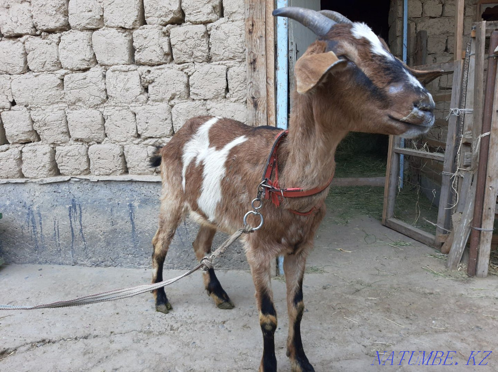Англо Нубиский Буаз ешкы Чистая парода ешкі коза козы Шымкент - изображение 4