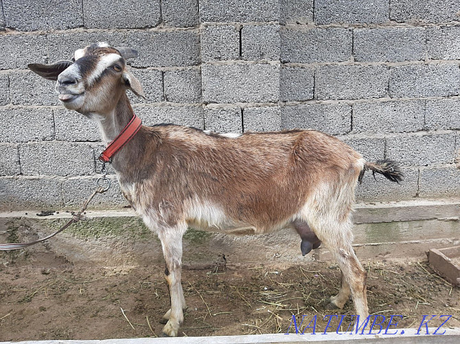 English Nubian Sauyndy eshki goat goat eshki Shymkent - photo 1