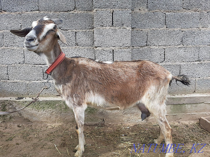 English Nubian Sauyndy eshki goat goat eshki Shymkent - photo 2