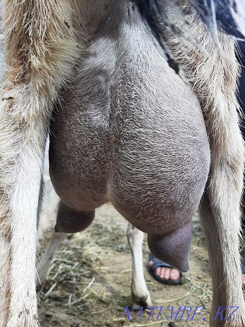 Англо Нубиский Сауынды ешкы коза козы ешкі Шымкент - изображение 4