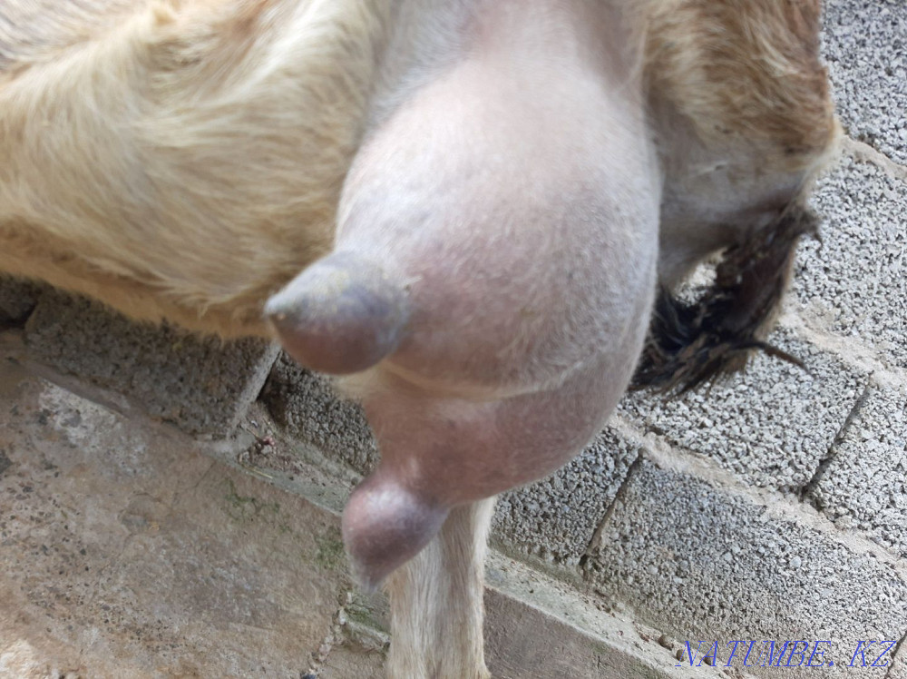 Англо Нубиский Сауынды ешкы коза козы ешкі Шымкент - изображение 3