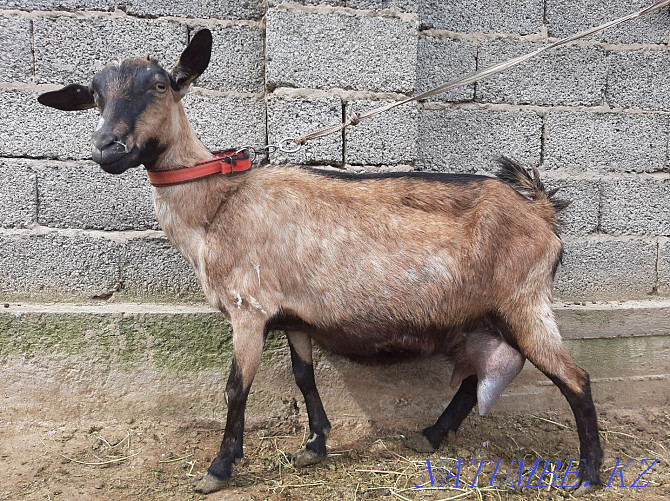 Alpine Sauyndy eshki eshki goat goat Shymkent - photo 2