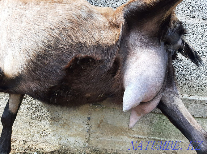Альпиский Сауынды ешкы ешкі коза козы Шымкент - изображение 3