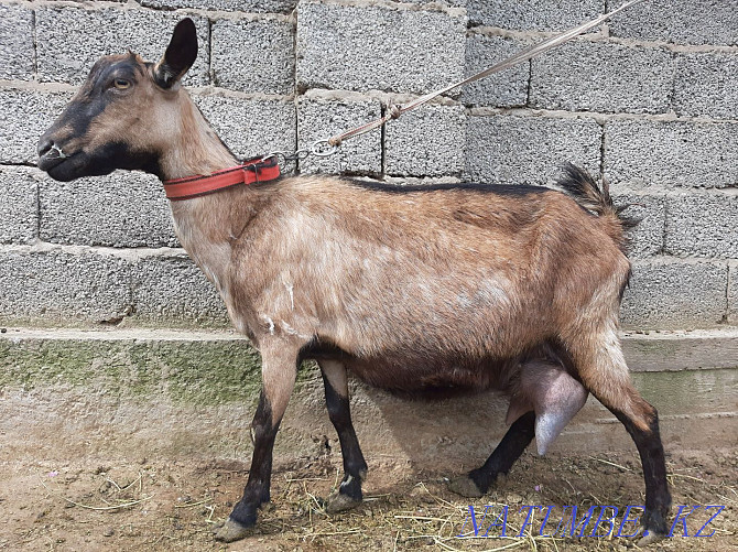 Альпиский Сауынды ешкы ешкі коза козы Шымкент - изображение 1