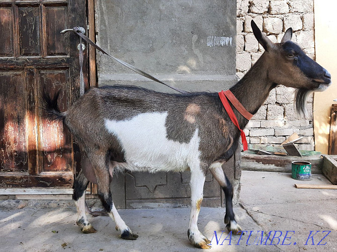 Taza Alpi Sauyndy eshki Eshki goat goat Shymkent - photo 3