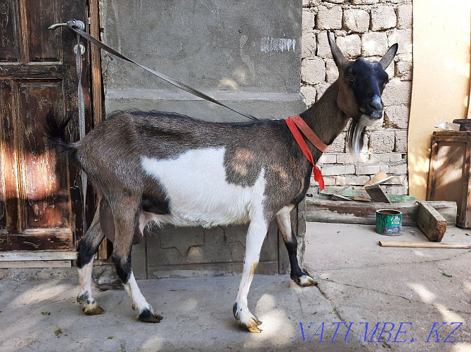 Taza Alpi Sauyndy eshki Eshki goat goat Shymkent - photo 1
