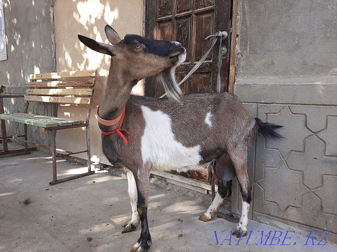 Taza Alpi Sauyndy eshki Eshki goat goat Shymkent - photo 4