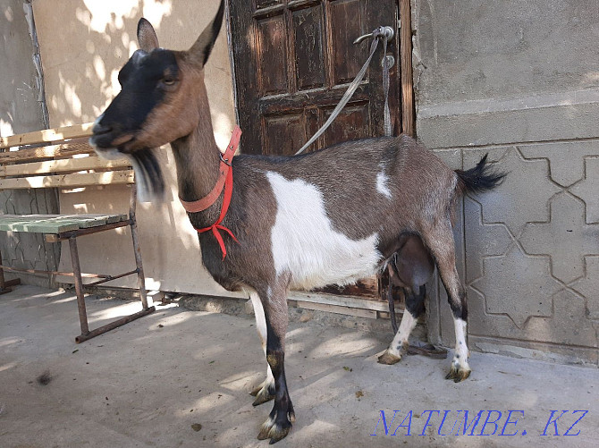Taza Alpi Sauyndy eshki Eshki goat goat Shymkent - photo 2