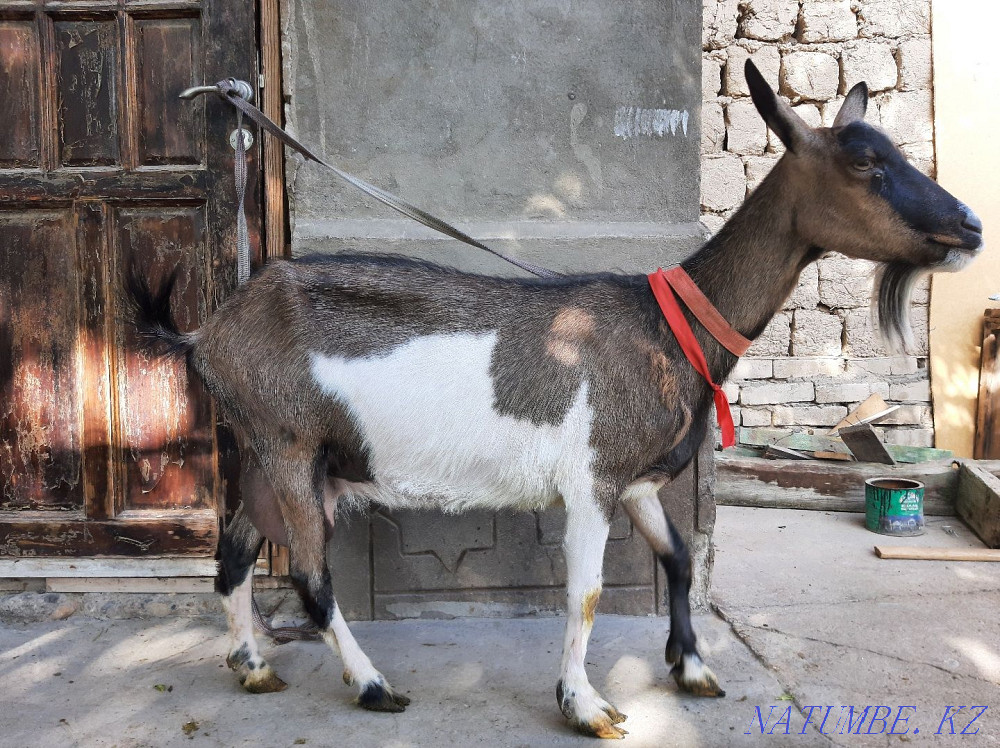 Таза Альпи Сауынды ешкы Ешкі коза козы Шымкент - изображение 3