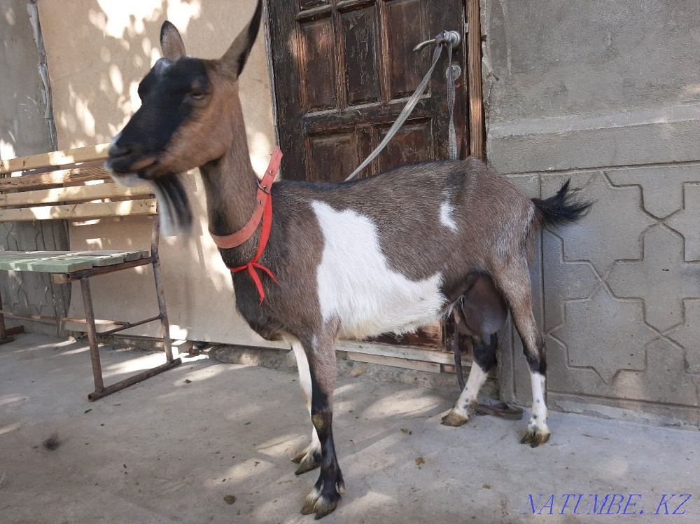 Таза Альпи Сауынды ешкы Ешкі коза козы Шымкент - изображение 2