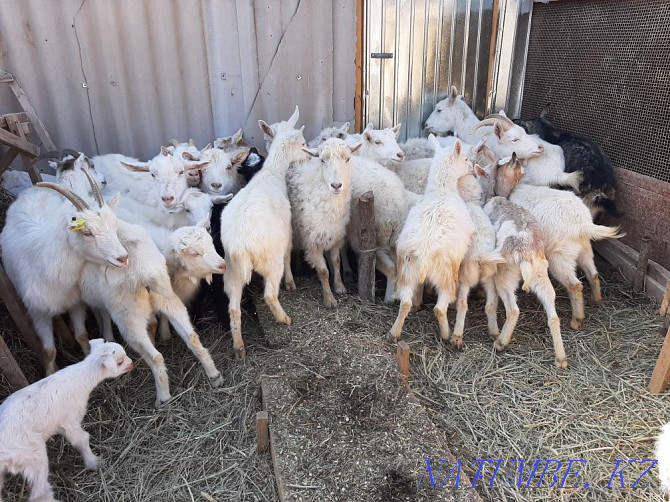 Eshky Taza zanen parodals Buaz eshkiler Goats zanenskie goat eshki pure Shymkent - photo 3
