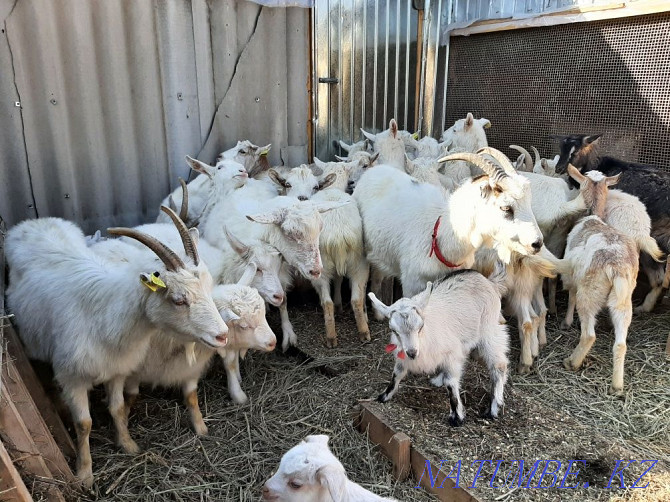 Eshky Taza zanen parodals Buaz eshkiler Goats zanenskie goat eshki pure Shymkent - photo 1