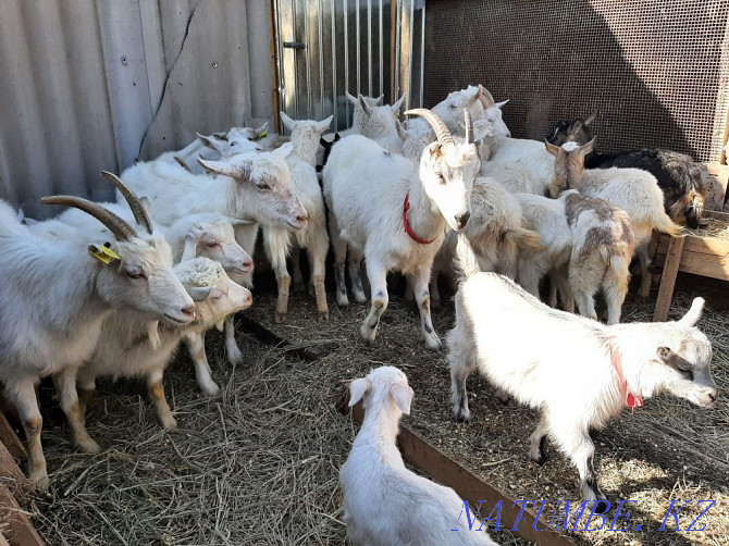 Eshky Taza zanen parodals Buaz eshkiler Goats zanenskie goat eshki pure Shymkent - photo 2