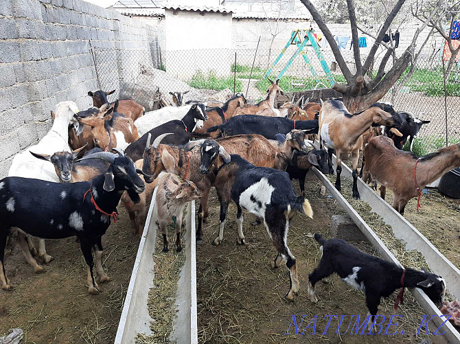 Parody Nubi Alpi Sauyndy Eshky Eshkі goat goat Taza ?andy Shymkent - photo 1