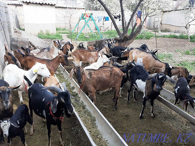 Parody Nubi Alpi Sauyndy Eshky Eshkі goat goat Taza ?andy Shymkent - photo 3