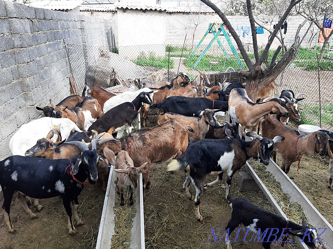 Parody Nubi Alpi Sauyndy Eshky Eshkі goat goat Taza ?andy Shymkent - photo 2