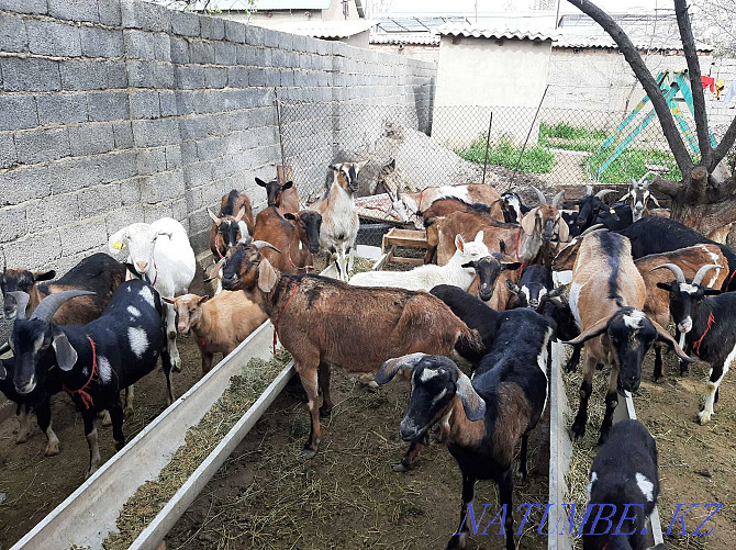 Parody Nubi Alpi Sauyndy Eshky Eshkі goat goat Taza ?andy Shymkent - photo 4