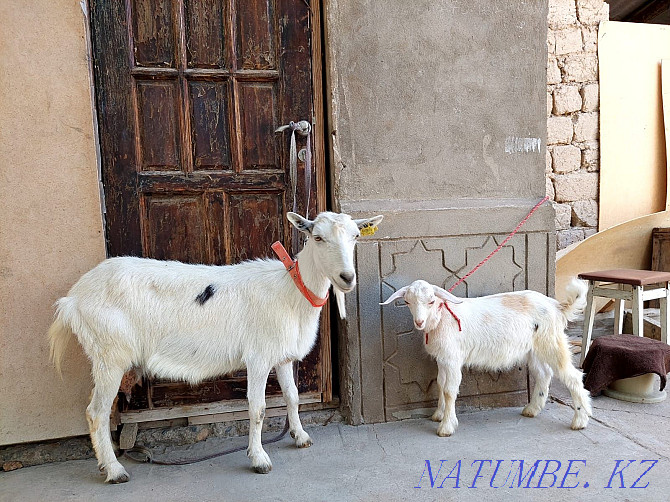 Sauyndy Taza Zanen eshki lagymen eshki eshki goat goat Shymkent - photo 3