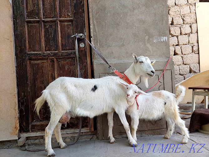 Sauyndy Taza Zanen eshki lagymen eshki eshki goat goat Shymkent - photo 1