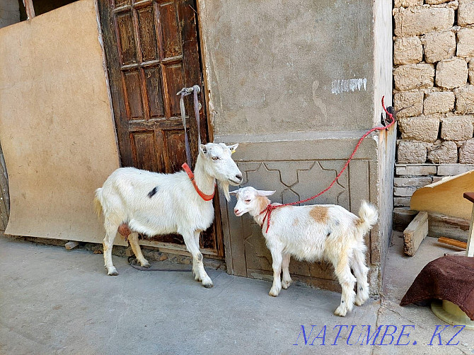 Sauyndy Taza Zanen eshki lagymen eshki eshki goat goat Shymkent - photo 2